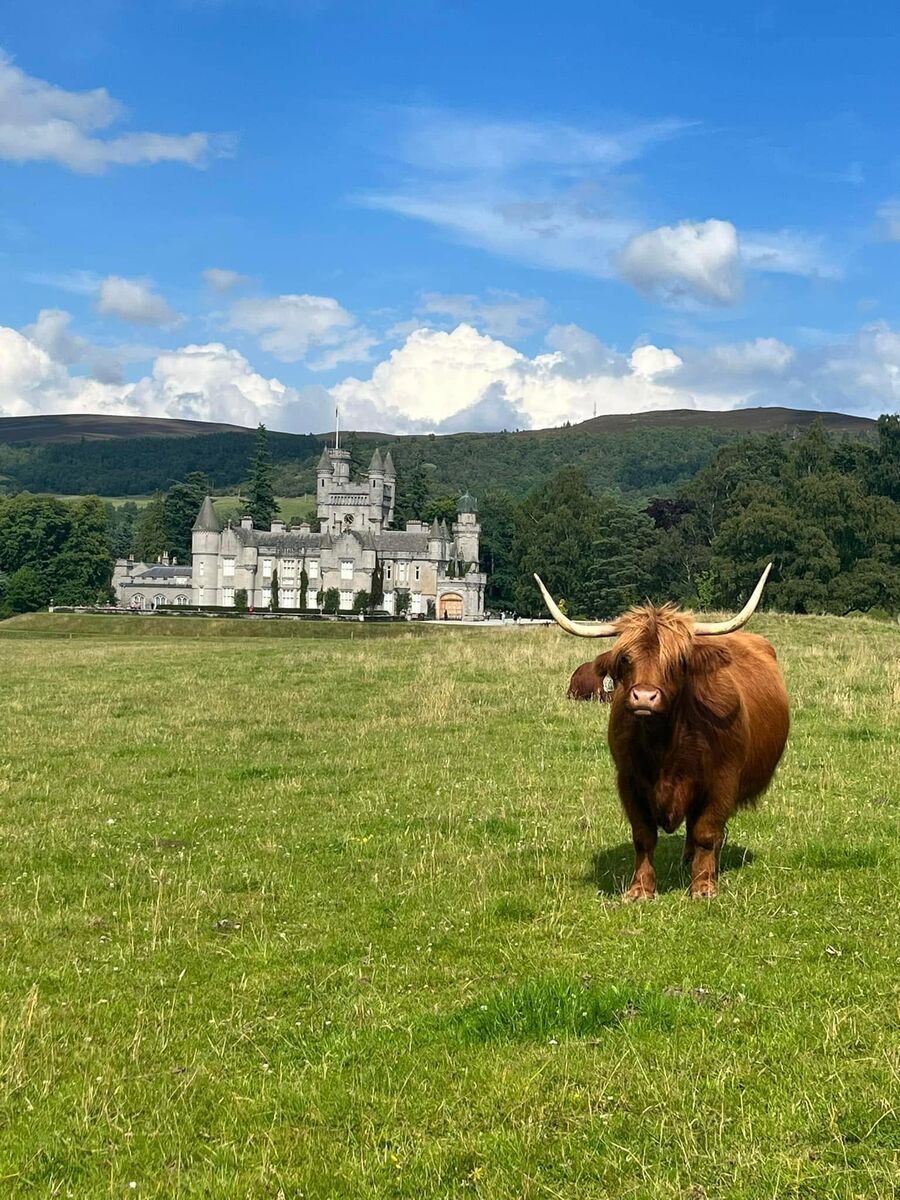 A Highland cow standing in a field in front of Balmoral Castle under a blue sky.